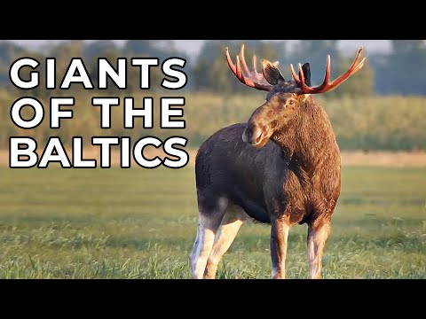 Wild Giants of the Baltics