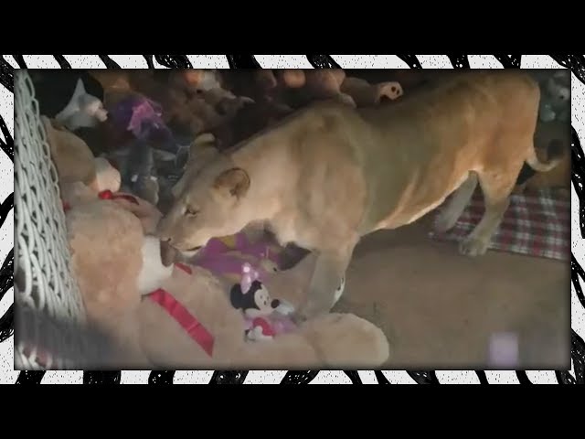 Video pronuncia di Noey in Inglese Video pronuncia di Noey in Inglese