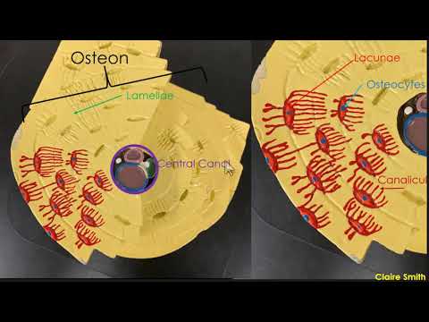BI207 Lab 6  - Bone Histology & Terminology