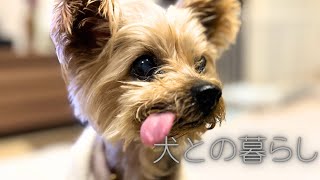 【ヨーキー】シニア犬との何気ない1日が尊い #dog 