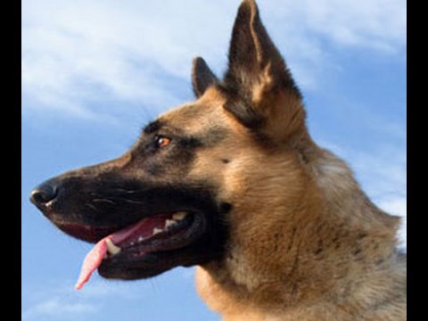 download lagu mp3 mp4 German Shepherd Sickness And Symptoms, download lagu German Shepherd Sickness And Symptoms gratis, unduh video klip German Shepherd Sickness And Symptoms
