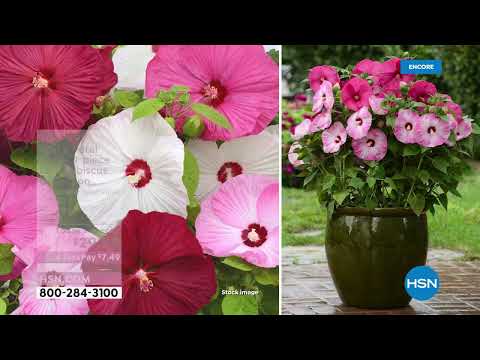 HSN | Outdoor Living featuring Leaf & Petal Designs 03.11.2022 - 07 AM