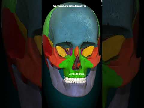 🦴El Cuerpo Humano y sus 206 HUESOS👩‍⚕️