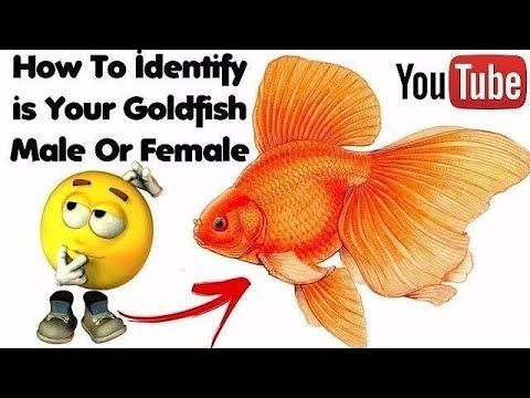 Difference Between Goldfish Male And Female
