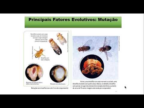 Teoria Sintética da Evolução