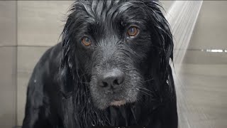 The rare Black Golden Retriever