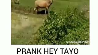 Download lagu Sapi jadi korban hey tayo mp3