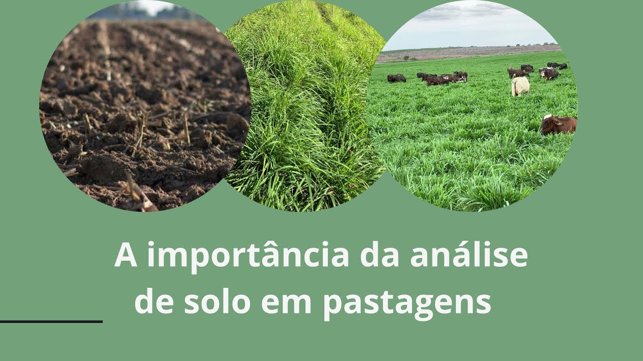 A IMPORTÂNCIA DA ANÁLISE DE SOLO EM PASTAGENS