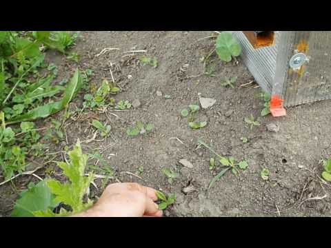 Мордовник многолетний сорняк но хороший медонос