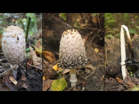 Jestiva gljiva Velika gnojištarka (Coprinus comatus)