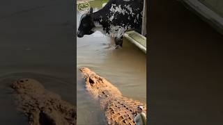 Download lagu WHO WILL BE EAT? COW VS CROCODILE #animals #wildlife #shortvideo mp3