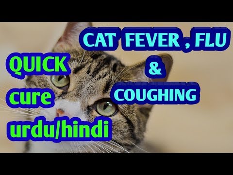 CATS FLU FEVER AND COUGHING QUICK CURE HINDI / URDU 2018