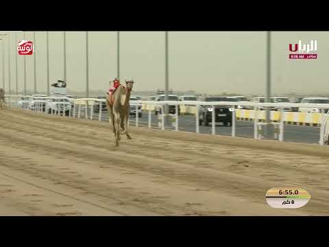 ش 3 (العاصيه) لـ هجن الرئاسة 12:02:91 ، مهرجان ختامي الشحانية 2026/04/28 حول