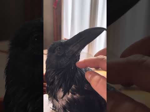 Corvid Pin Feathers Being Preened By Person #birds #crow #raven #feather #animals #friends