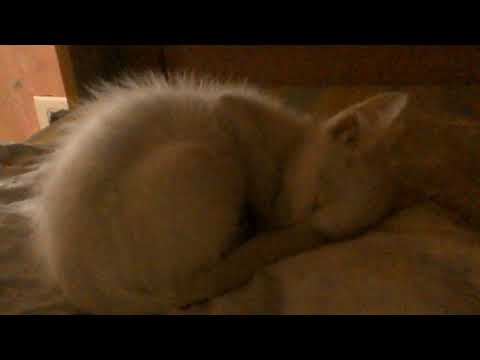 Musica de dormir para gatos