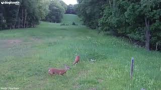 Incredible Moment Deer Defends Rabbit from Swooping Hawk || Dogtooth Media