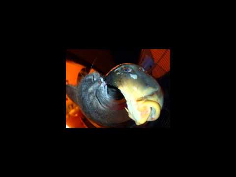download lagu mp3 mp4 Jesus Underground Band, download mp3 Jesus Underground Band free download mp3, download mp3 Jesus Underground Band