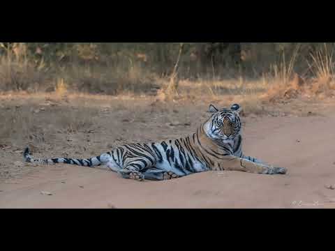 2023 Wildlife Highlights In 60 Seconds