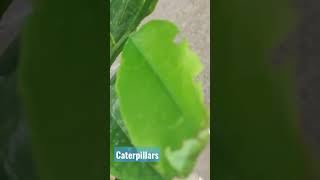 Download lagu Pest ID : Caterpillars #pestcontrol #entomologist #butterfly mp3 Download lagu Pest ID : Caterpillars #pestcontrol #entomologist #butterfly mp3