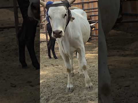 Unique Watusi 😁 Watusi Único