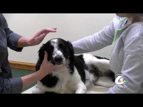 Vets Seeing More Dogs with Upper Respiratory Infections