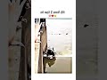 Humanity Status Save Dogs Humanity Shorts