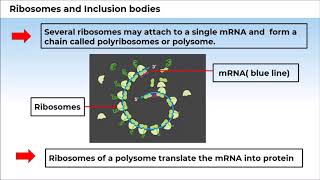 7. 11B08.2 CV3 Ribosomes and Inclusion Bodies