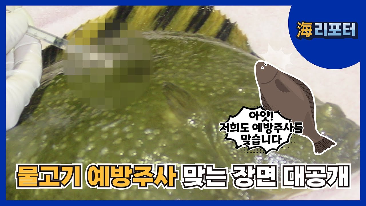 [해리포터 기자단] 물고기도 예방주사를 맞습니다