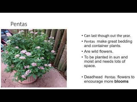 learn types of flowers