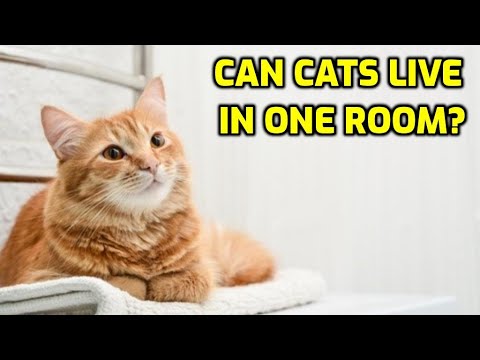 Can Cats Be Happy Living In One Room?