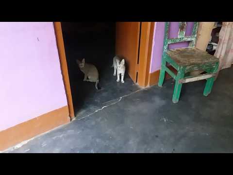 Funny video cat 2017 guijan