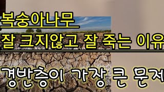 복숭아나무 잘 크지않고 잘 죽는 이유? Why do peach trees not grow well in th…