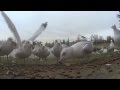 Gulls Swarm The House