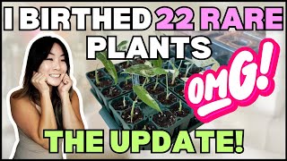 How I BIRTHED 22 RARE PLANTS (UPDATE) | Houseplant Care Routine + Tips | Alocasia Propagation