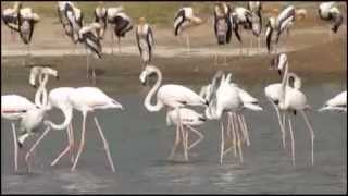 preview picture of video 'Birds of Vadnagar  Flamingos & Painted Storks By RGajjar'