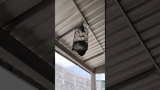 Download lagu Kombok tembakan kunti vs helikopter mp3 Download lagu Kombok tembakan kunti vs helikopter mp3