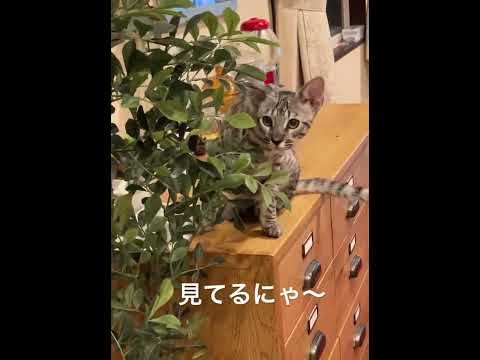 サバンナ猫の肖像画.jpg