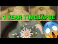 Time lapse frenzy #2 - Grafted Lophophora button! 1 Year evolution (Work in Progress)