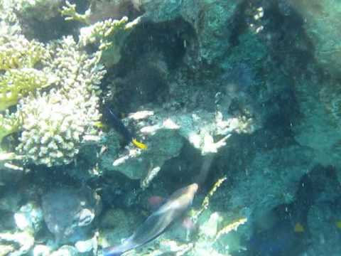 Домашний риф отеля Sharm Plaza