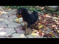 Welsh Terrier welpen kaufen