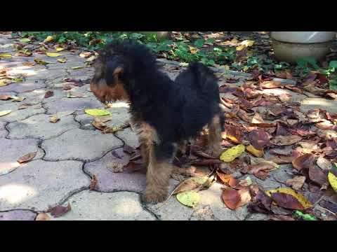 Welsh Terrier Welpe kaufen