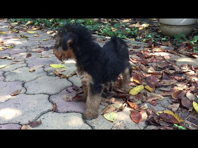 Welsh Terrier welpen kaufen