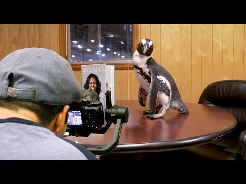 Behind the Scenes: A Real Penguin's "Internship" at Penguin Random House Video