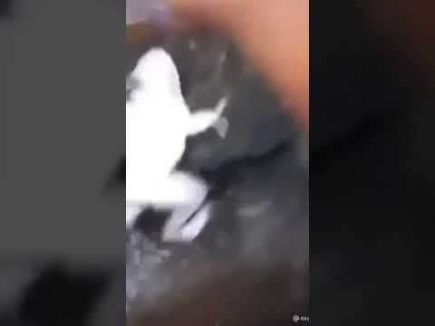 Guy tickles frog