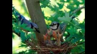 Céu de Santo Amaro- Caetano Veloso