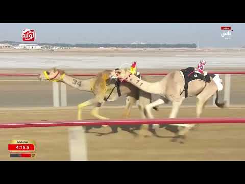 ش 9 (الكايده) لـ خالد سعيد بن محمد الكتبي 9:04:23 ، مهرجان ختامي الوثبة 2026/05/13 إيذاع