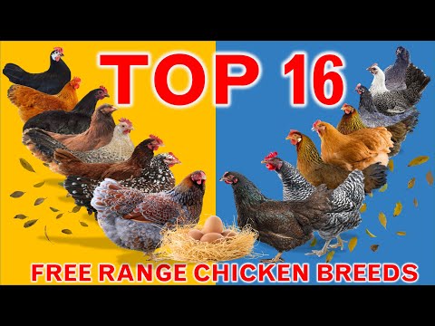 Top 16 Best Pure Breed Chickens in the World for Free Range Farming | Gives 150 - 320 Eggs per Year