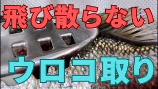 【飛び散らない】魚のウロコ取りは貝印がおすすめです