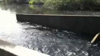 preview picture of video 'Mercer Slough Fish Ladder'