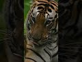 English Attitude Whatsapp Status Full Screen Tiger Attitude Whatsapp Status Full Screen Shorts